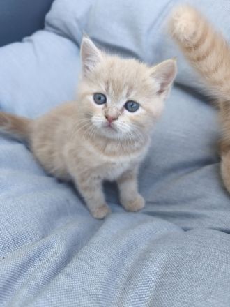 Ragdoll-BKH Kitten