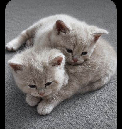 Ragdoll-BKH Kitten