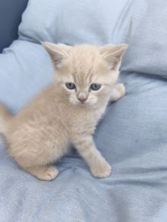 Ragdoll-BKH Kitten