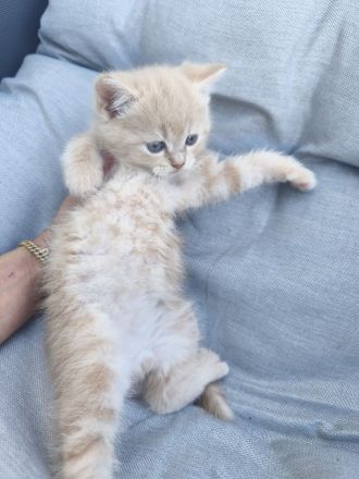 Ragdoll-BKH Kitten