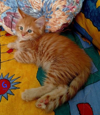Wunderschönes Maine Coon Mixkätzchen