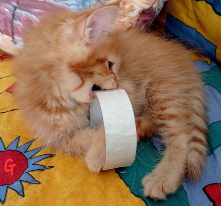 Wunderschönes Maine Coon Mixkätzchen
