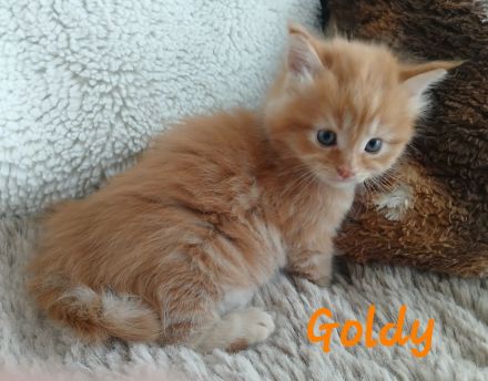 Wunderschönes Maine Coon Mixkätzchen
