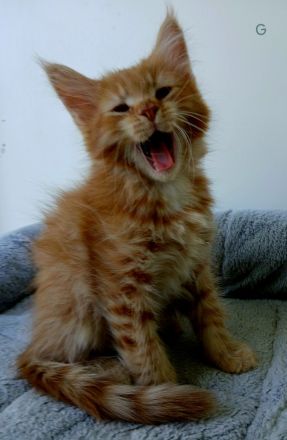 Wunderschönes Maine Coon Mixkätzchen