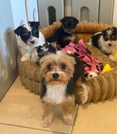 Farbige Yorkshire Terrier