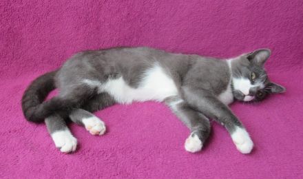 kleiner grau-weißer Kater Nubbel - 3 1/2 Monate alt - Katerchen - Kätzchen - Katzenjunge