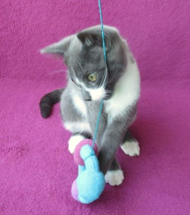 kleiner grau-weißer Kater Nubbel - 3 1/2 Monate alt - Katerchen - Kätzchen - Katzenjunge