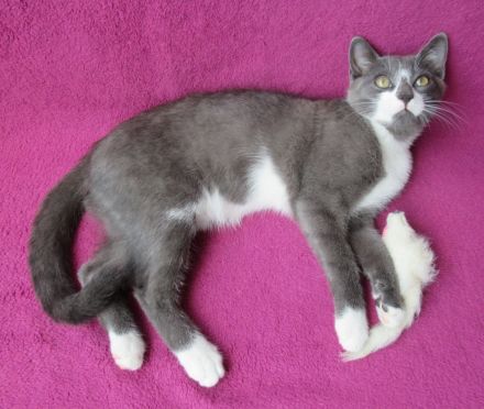 kleiner grau-weißer Kater Nubbel - 3 1/2 Monate alt - Katerchen - Kätzchen - Katzenjunge
