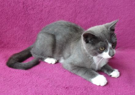 kleiner grau-weißer Kater Nubbel - 3 1/2 Monate alt - Katerchen - Kätzchen - Katzenjunge