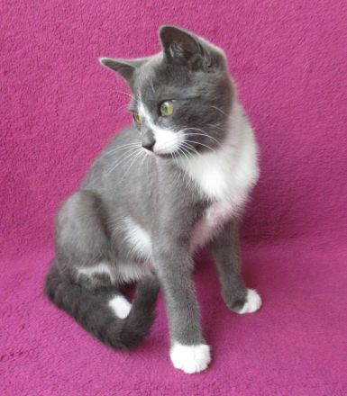 kleiner grau-weißer Kater Nubbel - 3 1/2 Monate alt - Katerchen - Kätzchen - Katzenjunge