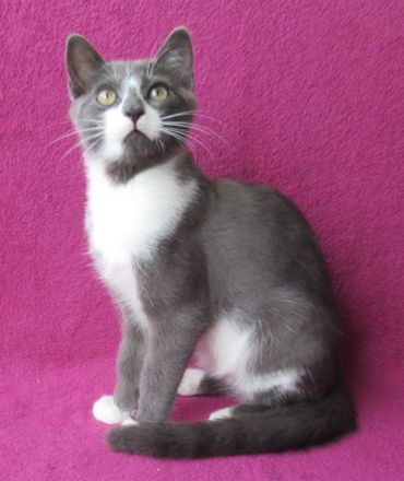 kleiner grau-weißer Kater Nubbel - 3 1/2 Monate alt - Katerchen - Kätzchen - Katzenjunge