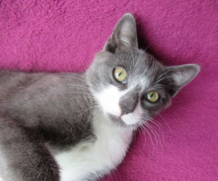 kleiner grau-weißer Kater Nubbel - 3 1/2 Monate alt - Katerchen - Kätzchen - Katzenjunge