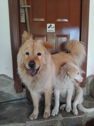 Muntere Australian Shepherd Mischlings - Welpen suchen ein liebevolles Zuhause!