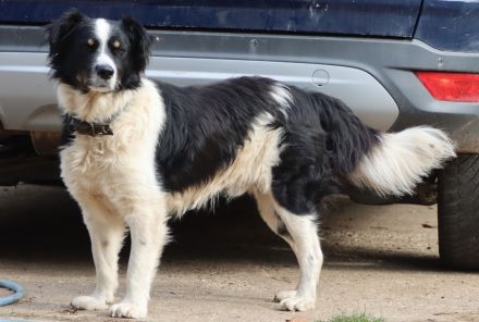 Muntere Australian Shepherd Mischlings - Welpen suchen ein liebevolles Zuhause!
