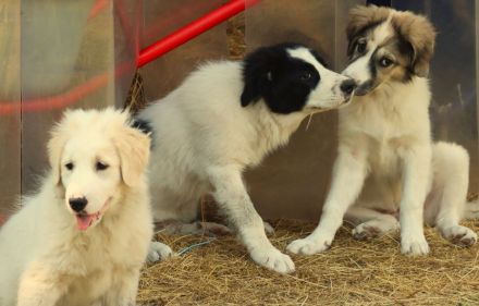 Muntere Australian Shepherd Mischlings - Welpen suchen ein liebevolles Zuhause!