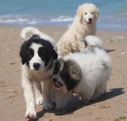 Muntere Australian Shepherd Mischlings - Welpen suchen ein liebevolles Zuhause!