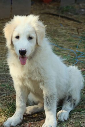 Vier muntere Australian Shepard Mischlings - Welpen suchen ein liebevolles Zuhause!