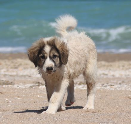 Muntere Australian Shepherd Mischlings - Welpen suchen ein liebevolles Zuhause!