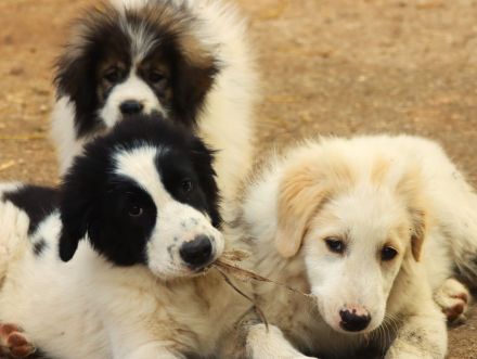 Vier muntere Australian Shepard Mischlings - Welpen suchen ein liebevolles Zuhause!