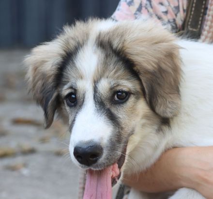 Muntere Australian Shepherd Mischlings - Welpen suchen ein liebevolles Zuhause!