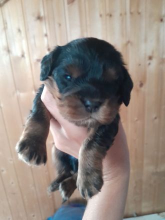 Cavapoo cavalier king charles Spaniel welpen