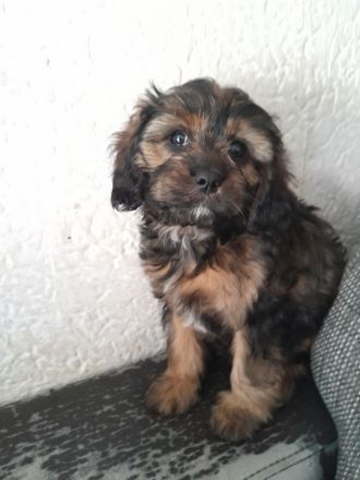 Cavapoo cavalier king charles Spaniel welpe weiblich