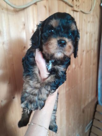 Cavapoo cavalier king charles Spaniel welpen