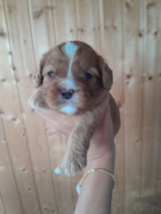 Cavapoo cavalier king charles Spaniel welpen