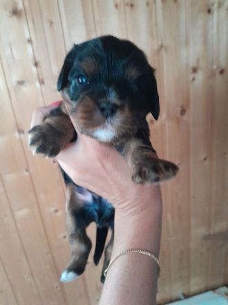 Cavapoo cavalier king charles Spaniel welpen