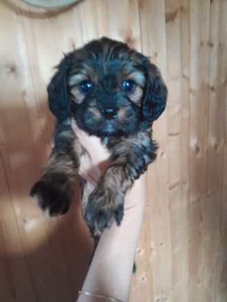 Cavapoo cavalier king charles Spaniel welpen