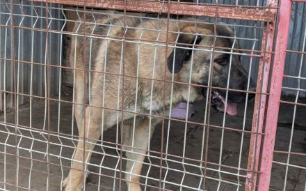 Stattlicher Riese Wodan sucht Mensch mit Herz und Geduld
