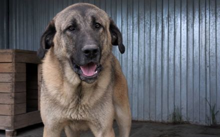 Stattlicher Riese Wodan sucht Mensch mit Herz und Geduld