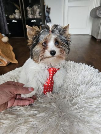 Biewer-Terrier-Welpen Odin König Luxury