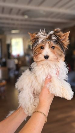Biewer-Terrier-Welpen Odin König Luxury