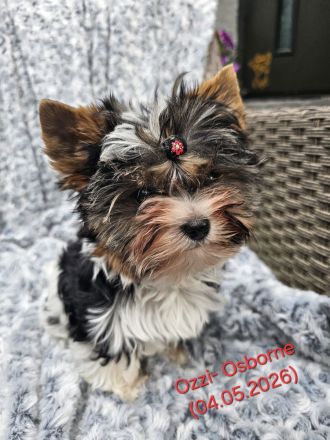 Biewer-Terrier-Welpen