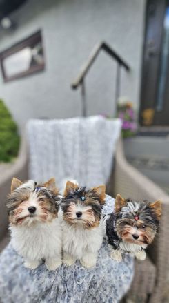 Biewer-Terrier-Welpen