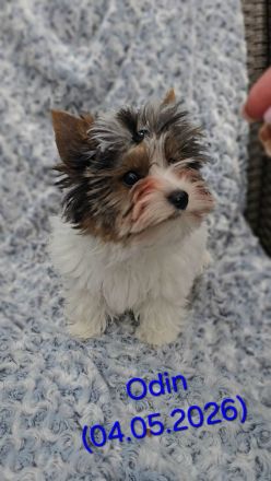 Biewer-Terrier-Welpen