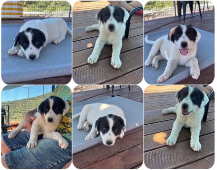Loona – zuckersüßes Hundekind + Trifyli – ein kleines Kleeblatt auf der Suche nach Glück