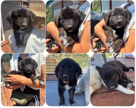 Loona – zuckersüßes Hundekind + Trifyli – ein kleines Kleeblatt auf der Suche nach Glück