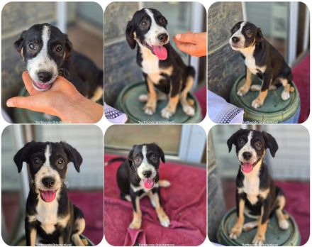 Scooby – kleiner Herzensbreche