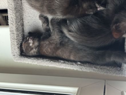 3 Monate alte Katzenbabys 🐱❤️