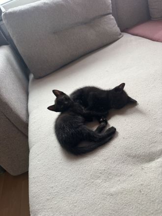 3 Monate alte Katzenbabys 🐱❤️