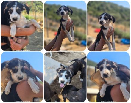 Stella – bereit dein Herz zu erobern