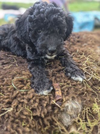 noch 2 Doodle Pudel Mix Rüden Welpen