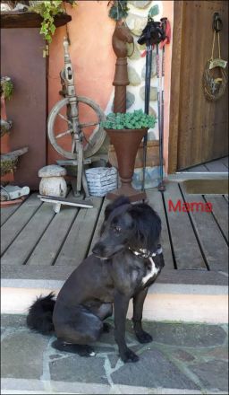 NUR NOCH 3 Doodle Pudel-Mix-Welpen