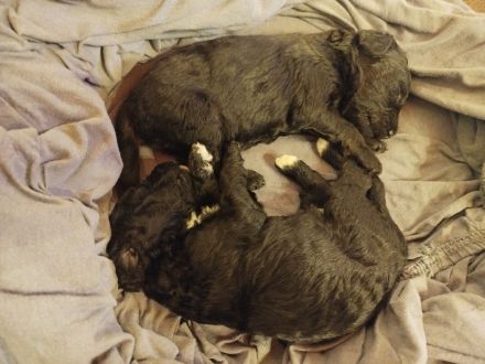 Doodle - Pudel-Mix-Welpen – familiennah & liebevoll aufgezogen