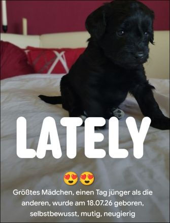 Doodle - Pudel-Mix-Welpen – familiennah & liebevoll aufgezogen