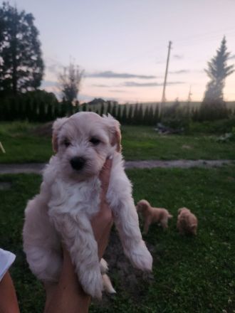 Maltipoo F1 Welpen aus liebevoller Familienaufzucht
