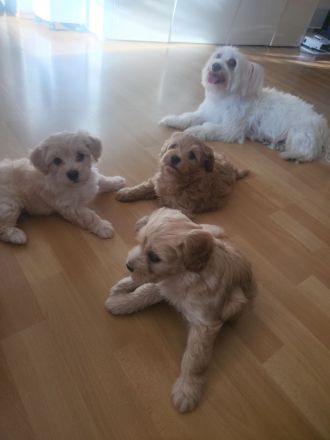Maltipoo F1 Welpen aus liebevoller Familienaufzucht