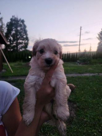 Maltipoo F1 Welpen aus liebevoller Familienaufzucht